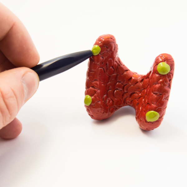 Parathyroid gland anatomy model