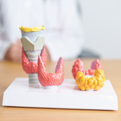 Thyroid gland anatomy model